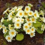 Primula vulgaris