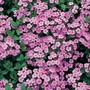 Saponaria ocymoides - Seeds