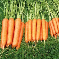 Carrot 'Sweet Candle' F1 Hybrid - Seeds