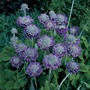 Primula capitata 'Noverna Deep Blue' - Seeds