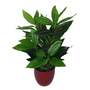70cm Large Bushy Artificial Evergreen House Plant