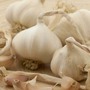 Garlic 'Cledor' (Spring Planting)