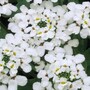 Candytuft 'Hyacinth Flowered' - Seeds