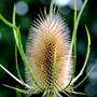 Teasel - Seeds