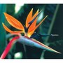 Strelitzia reginae (Dwarf) - Exotic Seed Collection