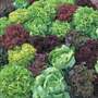 Lettuce 'Ultimate Mixed' - Seeds