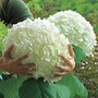 Hydrangea arborescens 'Giant Incrediball'