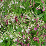 Nicotiana x sanderae 'Sensation Mixed' - Seeds