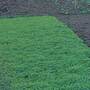 Green Manure - Seeds