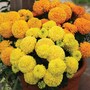 Marigold 'Dune Mixed' - Seeds