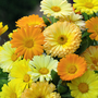 Calendula officinalis nana 'Fruit Twist' - Seeds