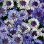 Cornflower 'Classic Fantastic' - Seeds