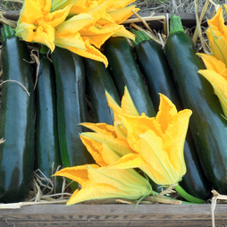 Courgette 'British Summertime' F1 Hybrid - Seeds