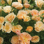 Californian Poppy 'Peach Sorbet' - Seeds