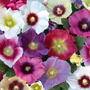 Hollyhock 'Halo Mixed' - Seeds