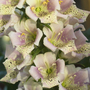 Foxglove 'Candy Mountain Peach'