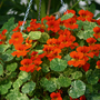 Nasturtium majus 'Orange Troika' - Seeds