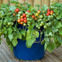 Tomato 'Bajaja'