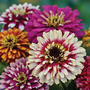 Zinnia elegans 'Whirlygig Mixed' - Seeds