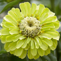 Zinnia elegans 'Queen Lime'