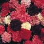 Poppy 'Summer Fruits' - Seeds