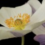 Anemone 'Wild Swan'