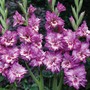 Gladiolus 'Tango'