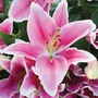 Lily 'Defender Pink'