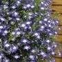 Lobelia erinus 'Waterfall Blue Ice'