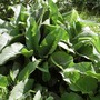 Comfrey 'Bocking 14'