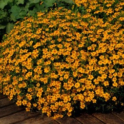 Marigold 'Golden Gem' - Seeds