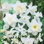 Narcissus 'White Diamonds Mixture'