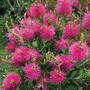 Callistemon viminalis 'Hot Pink'
