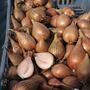 Shallot 'Jermor' (Autumn Planting)
