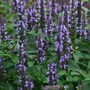 Agastache hybrida 'Astello Indigo' - Seeds