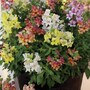 Antirrhinum majus 'Reminiscent Mixed' F1 Hybrid - Seeds