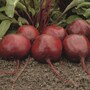 Beetroot 'Moneta' - Seeds