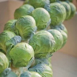 Brussels Sprout 'Brilliant' F1 Hybrid - Seeds