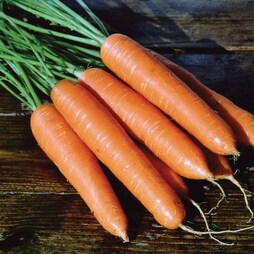 Carrot 'Eskimo' F1 Hybrid - Seeds
