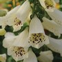 Foxglove 'Dalmatian Cream' F1 Hybrid