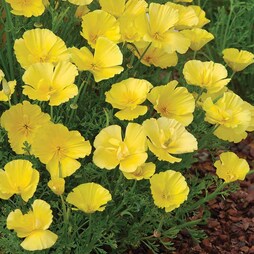 Californian Poppy 'Butter Bush' - Seeds