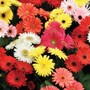 Gerbera jamesonii 'T&M Mixed' F2 Hybrid - Seeds