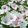 Lavatera trimestris 'Dwarf Pink Blush' - Seeds