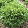 Lettuce 'Mazur' (Loose-Leaf) - Seeds