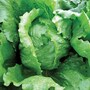 Lettuce 'Antartica' (Iceberg/Crisphead) - Seeds