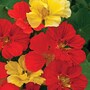 Nasturtium 'Bolero Mixed' - Seeds