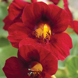 Nasturtium 'Crimson Emperor' - Seeds