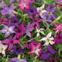 Petunia x hybrida 'Sparklers' - Seeds