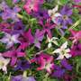 Petunia x hybrida 'Sparklers' - Seeds