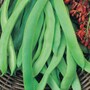 Runner Bean 'Prizewinner' - Seeds